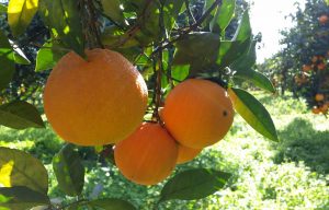 Arance di Sicilia - Un Prodotto Unico di Altissima Qualità