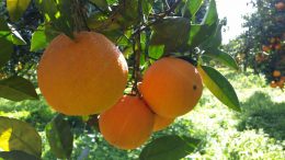 Arance di Sicilia - Un Prodotto Unico di Altissima Qualità